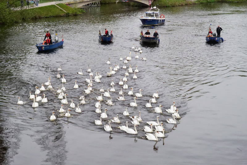 Dieses Foto entstand vor wenigen Tagen bei einem offiziellen Pressetermin. Die Schwäne wurden aus dem Winterquartier auf die Alster entlassen.