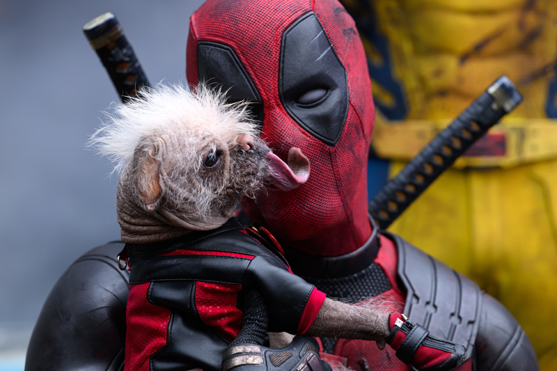 Liebe auf den ersten Blick: Deadpool mit seinem Hündchen