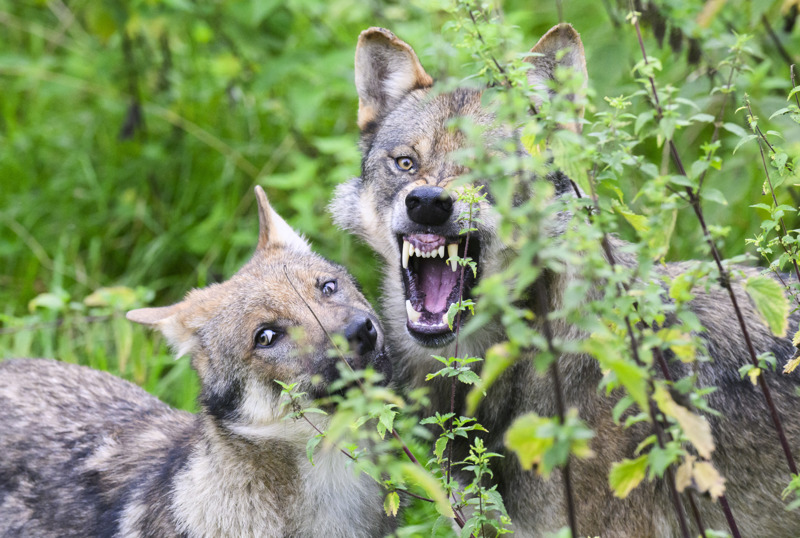 Der Wolf vermehrt sich in Deutschland besonders stark. Binnen drei Jahren verdoppelt sich die Population der Tiere, so Experten.
